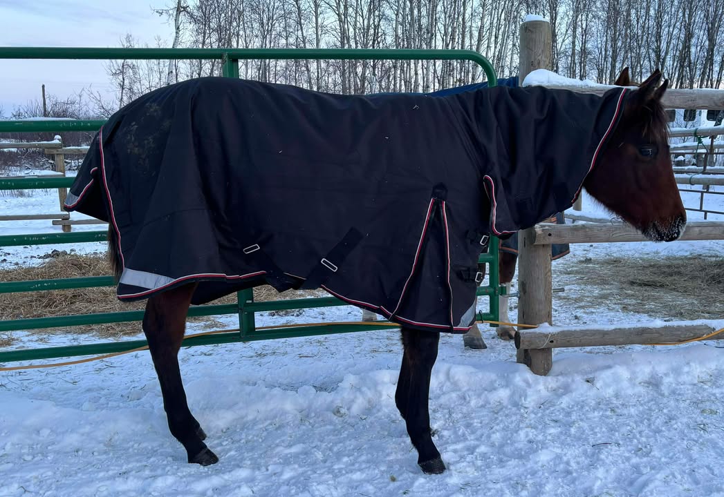 Canadian Horsewear Full body Diablo Turnout 300 gm