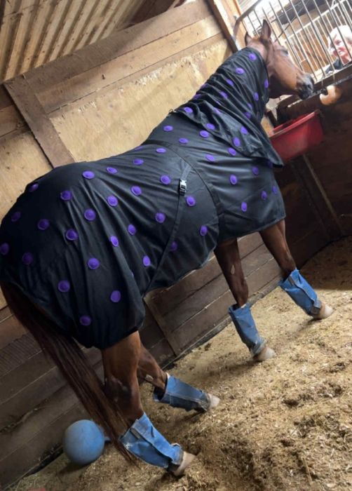 Canadian Horsewear Magnetic Sheet with Hood