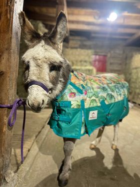 Canadian Horsewear Miniz Winter Turnout Blanket