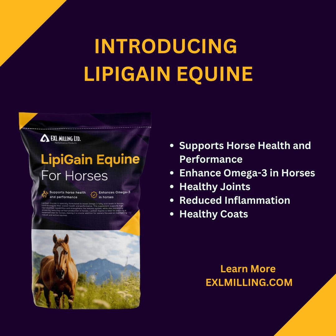 Lipigain Protein and Energy Supplement