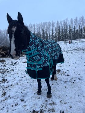 Tech Equestrian 1200 Denier, 300gm fill Winter turnouts