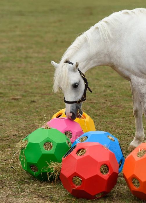 Parallax Hay and Play Ball
