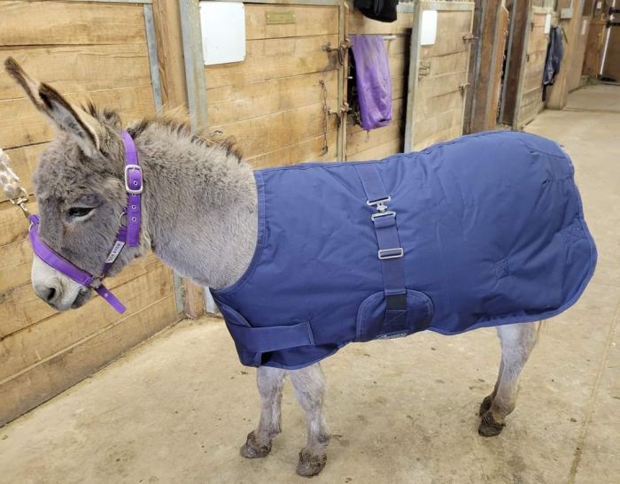 Mini/Foal Winter Turnout