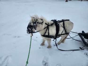 Deluxe Driving Harness
